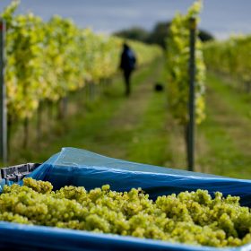 Vineyards near Alkham