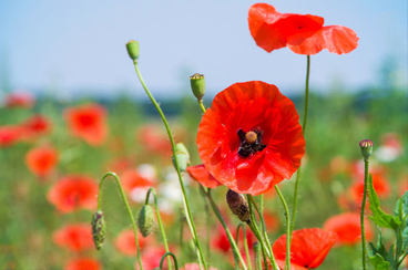 Remembrance day