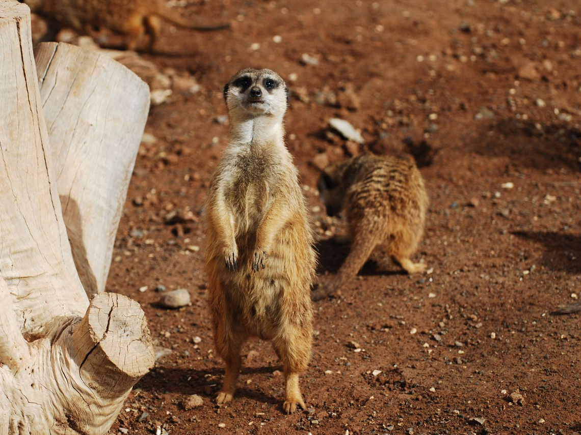animal encounters blog banner